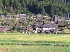 《 朝日を受けて綺麗です》