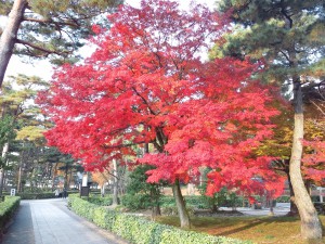 131201相国寺の紅葉