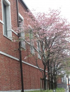 20140422同志社大学・寒梅館北側の花水木